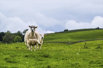 Sheeps and Farms in Yorkshire Dales National Park, North Yorkshire, England, United Kingdom, Europe