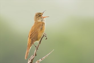 Great Reed Warbler (Acrocephalus arundinaceus), singing male on a singing platform, wildlife,