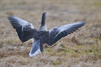 Greylag goose (Anser anser), Lower Saxony, Germany, Europe