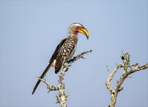 Red-ringed Hornbill (Tockus leucomelas) sitting on a branch against a blue sky, Kruger National