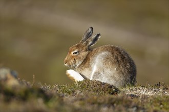 Mountain hare (Lepus timidus) adult animal portrait, Scotland, United Kingdom, Europe