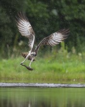 Western osprey (Pandion haliaetus) hunting with a trout, Aviemore, Scotland, Great Britain