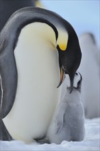 Emperor penguins, Aptenodytes forsteri, Adult Protecting her Chick on her Feet, Snow Hill Island,