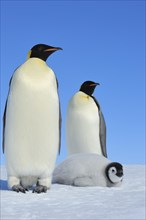 Emperor penguins, Aptenodytes forsteri, Group of Chicks, Snow Hill Island, Antartic Peninsula,