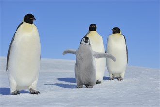 Emperor penguins, Aptenodytes forsteri, Pair with Chicks, Snow Hill Island, Antartic Peninsula,