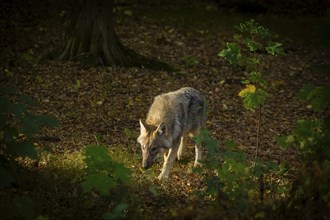 Moritzburg Game Reserve, Moritzburg, Saxony, Germany, Europe