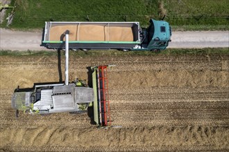 Agriculture, grain harvest, wheat, combine harvester harvesting in a wheat field, grain tank being