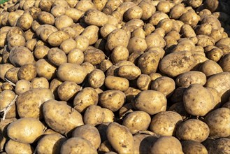 Potato harvest, Melodie variety, so-called split harvesting method, first the tubers are taken out