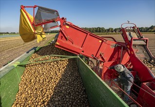 Potato harvesting, so-called split harvesting method, first the tubers are taken out of the ground