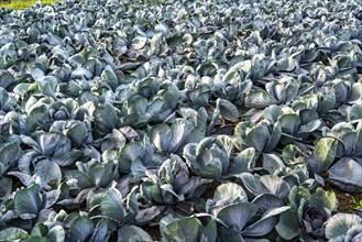 Red cabbage field, growing area in the south of Düsseldorf, Volmerswerth district, on the Rhine,