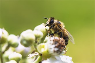 European Honey Bee, Apis mellifera, bee on blackberry flowers