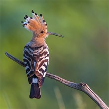 Hoopoe, (Upupa epops), on perch, hoopoe family, formerly raptors, Hides de El Taray / Lesser Kestr,