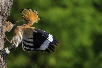 Hoopoe, (Upupa epops), breeding den, young feeding, hoopoe family, formerly raptors, Hides de El