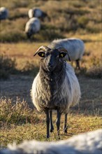 Herd of Heidschnucken, sheep grazing in the Westruper Heide, in the Hohe Mark Westmünsterland