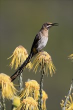 Cape Honeybird (Promerops cafer), adult, male, singing, on flower, Protea, Kirstenbosch Botanical