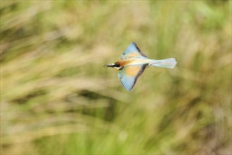 European bee-eater (Merops apiaster) flying, Spain, Europe