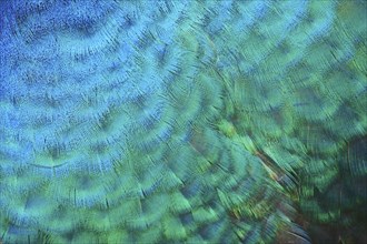 Indian peafowl (Pavo cristatus) feathers, detail, Spain, Europe