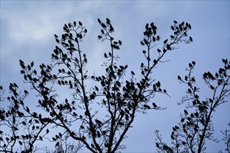 Starlings gather in treetops at dusk, Switzerland, Europe