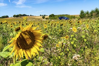 Country road, with car, sunflower field south-east of Nideggen, in the Rureifel, North