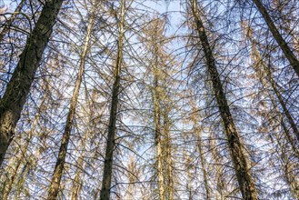 Dead spruce trees, tree mortality, caused by the bark beetle, in the Eifel National Park, near