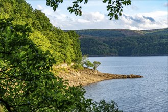 Lake Rursee, reservoir in the Eifel National Park, north-east bank near Heimbach, near the Rur dam