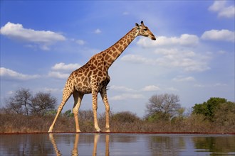 Southern giraffe (Giraffa camelopardalis giraffa), adult, at the water, Kruger National Park,