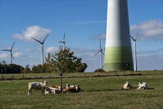 Wind farm near Lichtenau, wind turbines, cattle pasture, cattle, North Rhine-Westphalia, Germany,