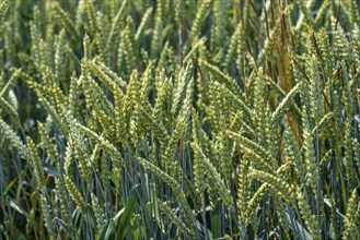 Grain field, wheat, soft wheat, ears of wheat