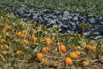 Vegetable cultivation, field with pumpkin, red cabbage and kohlrabi, near Krefeld, North