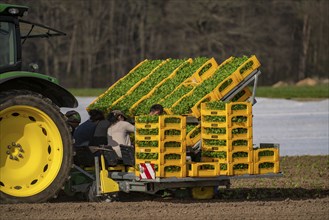 Vegetable cultivation, celery plants are planted in the field with a planting machine,