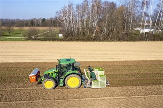 Agriculture, herb gardening, parsley is planted in rows in a field with a planting machine