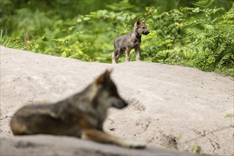 A wolf lies in the foreground while another wolf stands in the background, European grey gray wolf