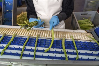 Asparagus farm, green asparagus is washed, cut and sorted by quality after harvesting, near