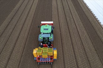 Lettuce plants are planted with a planting machine, Agriculture, Spring