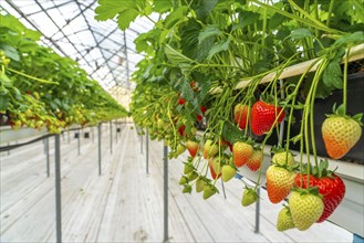 Strawberry cultivation in a greenhouse, strawberry plants with berries at different stages of