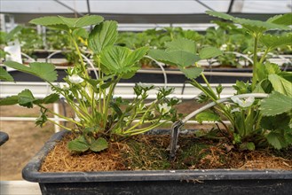 Strawberry cultivation in a greenhouse, young strawberry plants grow up, are individually watered