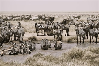 Blue wildebeests (Connochaetes taurinus) and zebras (Equus burchelli) by the pond, Serengeti