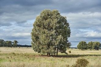 Landscape of a group of gum trees (eucalyptus) on a meadow in spring, Australia, Oceania