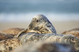 Close-up of harbor or harbour seal (Phoca vituliana vitulina) in spring (april) on Helgoland a