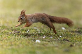 Eurasian red squirrel (Sciurus vulgaris) jumping in a meadow, wildlife, Germany, Europe