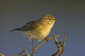 Willow warbler (Phylloscopus trochilus), Heligoland, Erpolzheim, Rhineland-Palatinate, Federal