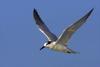 Sandwich tern (Sterna sandvicensis), Bowman's Beach, Sanibel Island, Florida, USA, North America