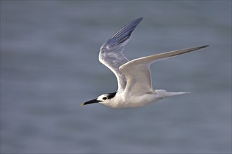 Sandwich tern (Sterna sandvicensis), Bowman's Beach, Sanibel Island, Florida, USA, North America