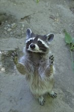 Raccoon (Procyon lotor) begging for food, captive, North Rhine-Westphalia, Germany, Europe