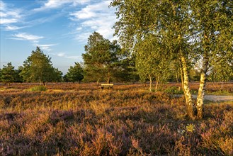 Osterheide, heather blossom of the broom heather, in the Lüneburg Heath nature reserve, Lower