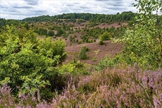 Flowering heath, heather and juniper bushes, in the Totengrund, near the village of Wilsede, in the