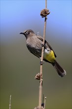 Cape Bulbul (Pycnonotus capensis), adult, on guard, Kirstenbosch Botanical Gardens, Cape Town,