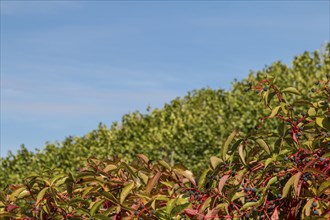 View of a vineyard with different colour levels