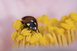 Seven-spot ladybird (Coccinella septempunctata) adult insect on a garden Camellia flower in the