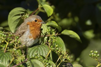 European robin (Erithacus rubecula) adult bird in a Dogwood tree in the summer, Suffolk, England,